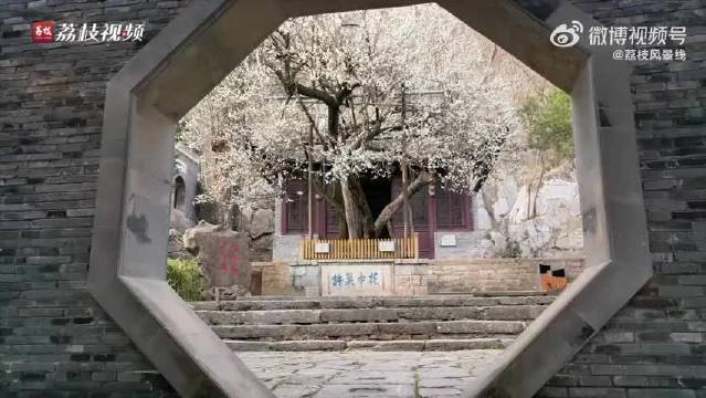 琅琊山古梅盛放暗香浮动，周深歌声伴春日之约