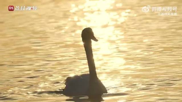 伊犁天鹅泉湿地晨雾氤氲，天鹅浮游羽翼流金