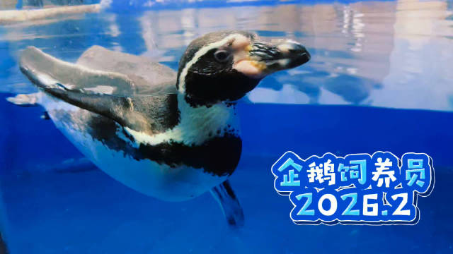 北京海洋馆寒假研学活动，小企鹅饲养员近距离接触企鹅