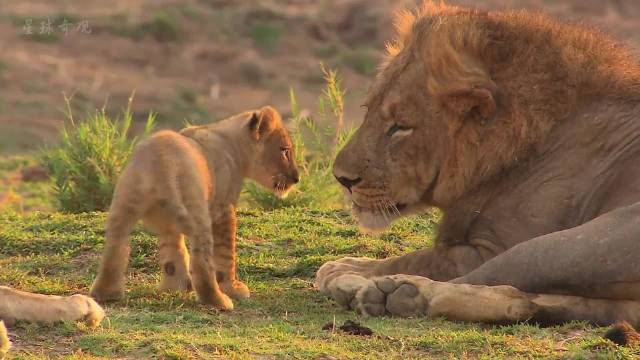 动物世界4⃣️：狮王穆府莫，狮子界的大暖男
