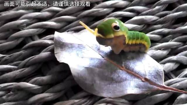 现在的动物世界都这么卷了么