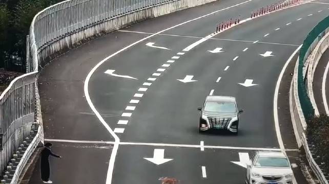 高速外挂狗笼太危险！柯基跳车，违停寻犬被严处