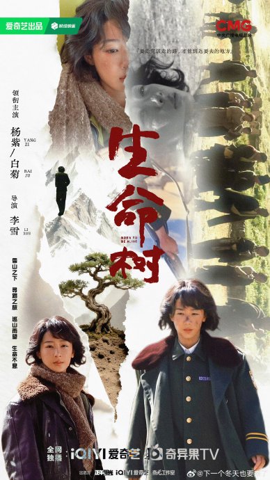 演员杨紫在《生命树》中扮演的白菊，其枪战动作和角色成长是如何设计的？