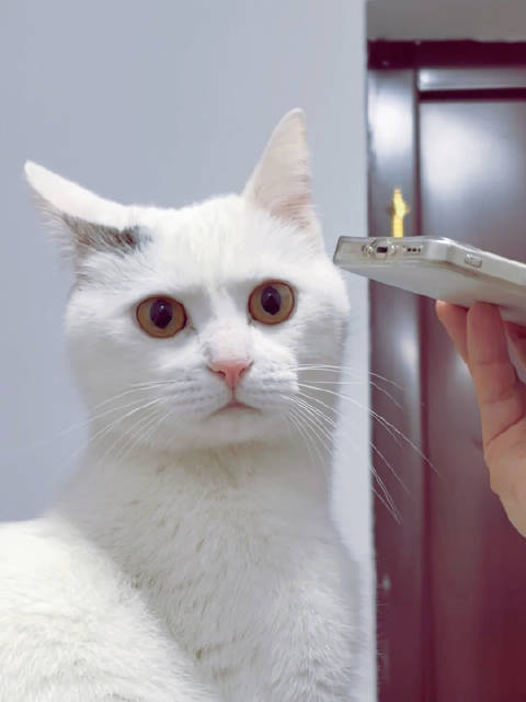 猫咪佩佩听周杰伦歌曲入眠，被拟声词吓飞