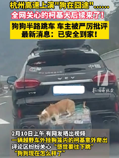 从车尾外挂狗笼内爬出并跳车 全网关心的柯基安全到家了