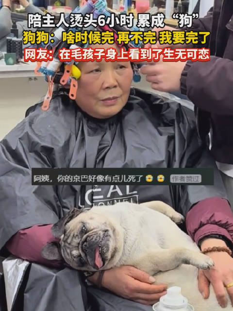 狗陪主人烫发6小时累瘫了