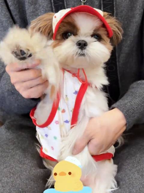 檀健次新歌Dead reflex发布，檀小呆跳舞打call