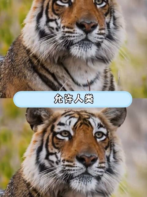 动物世界1⃣️：虎王箭头，以王者之姿谢幕