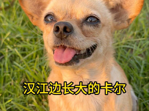 卡尔在汉江畔度过八载春秋，这条江默默守护着他成长的每一步