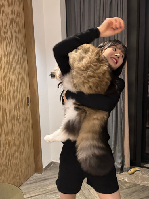 田曦薇的宠物猫康康是什么品种的猫咪？