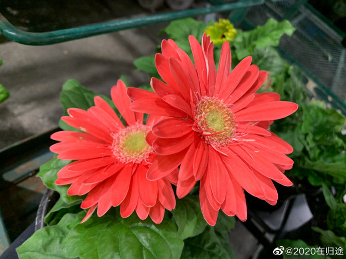 姚明谈到的“换框思维”和篮球框305厘米的趣事具体指的是什么？