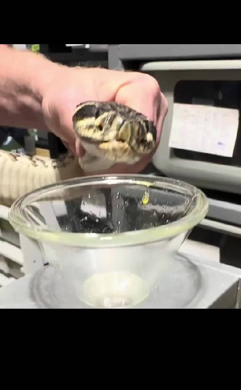 “毒液注射到蛇体内蛇会不会中毒”东部菱背响尾蛇