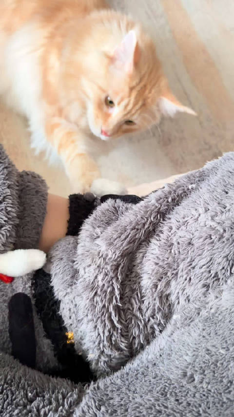 周嫑嫑遇到大狮子大喊：嫑嫑嫑嫑嫑… 把狮子吓得飞起来 @卡布叻_周深