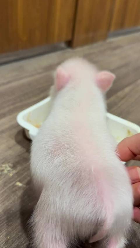 哎呀 丞哥吃饭呢你们别弄他！