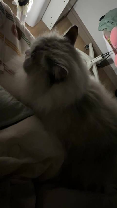 谁家拖拉机响了