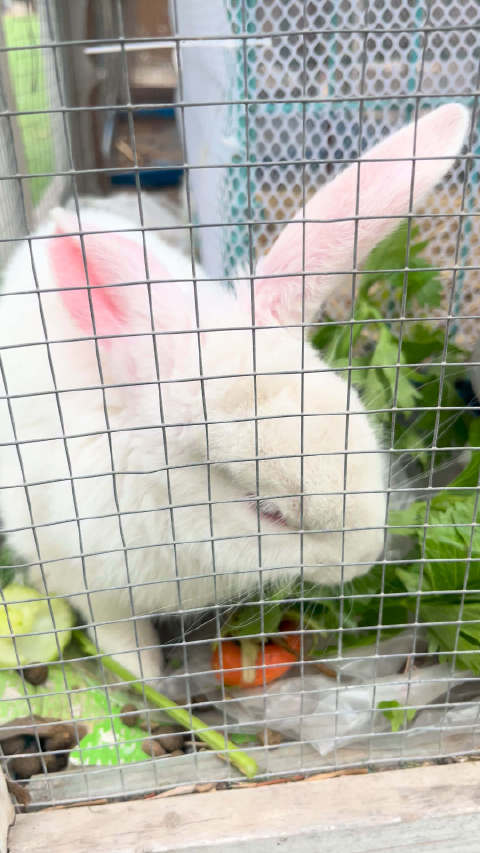 兔兔能有什么烦恼呢？只想干饭罢了