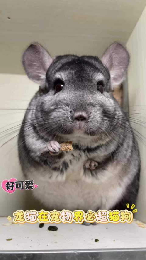 适合懒人、打工人的宠物来了