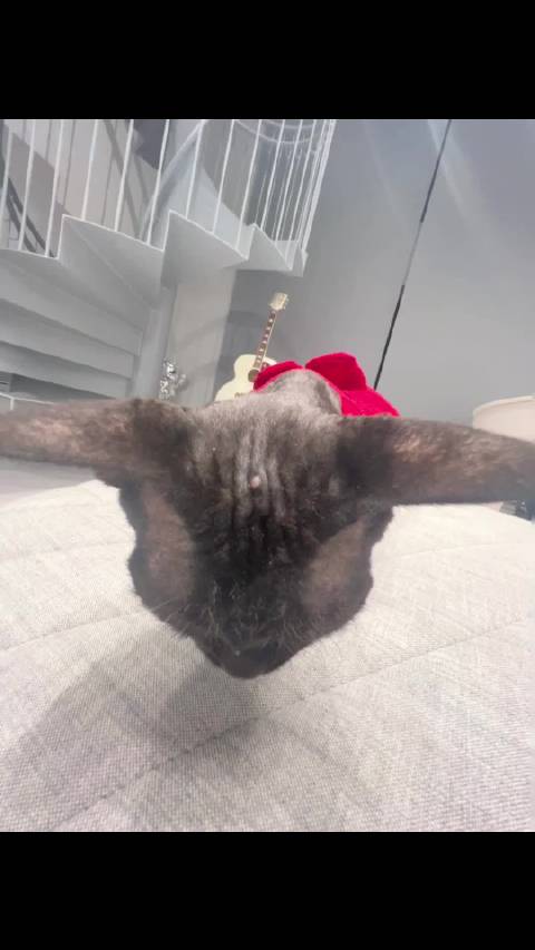 这个系列perper也能拍!