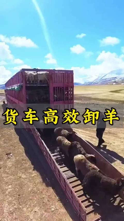 看货车这样卸山羊，几分钟搞定，设计太聪明
