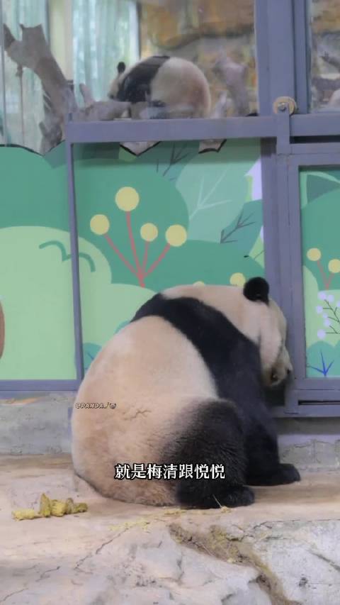 悦悦现在俨然成为了隆仔的新丰容，仔仔天天趴玻璃去看隔壁