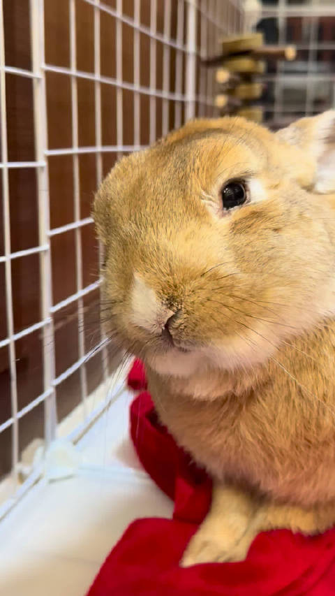 打算下午带哆哆回深圳看看眼睛咋样了