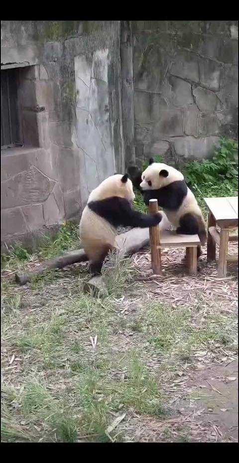 大熊猫憨态治愈人心，守护珍稀动物共护地球