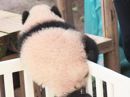 外公温情援手，小月亮潇洒“越狱”成功