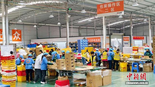 图为融安县中国供销•桂北农产品电商园内一片繁忙。谭凯兴 摄