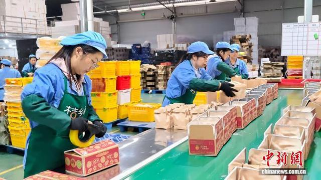 图为工人在包装融安金桔，供应年货市场。谭凯兴 摄