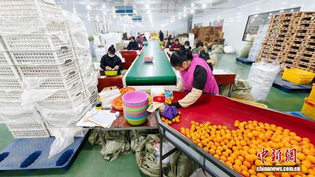 图为工人在分拣融安金桔，供应年货市场。谭凯兴 摄