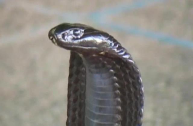 世界上最毒的10种动物|动物|毒液|毒素|毒蛇