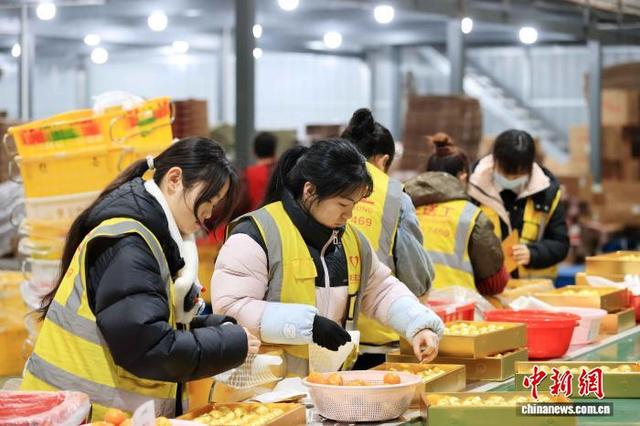 图为工人在包装融安金桔，供应年货市场。谭凯兴 摄