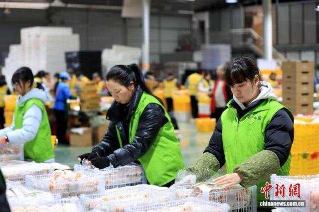 图为工人在包装融安金桔，供应年货市场。谭凯兴 摄