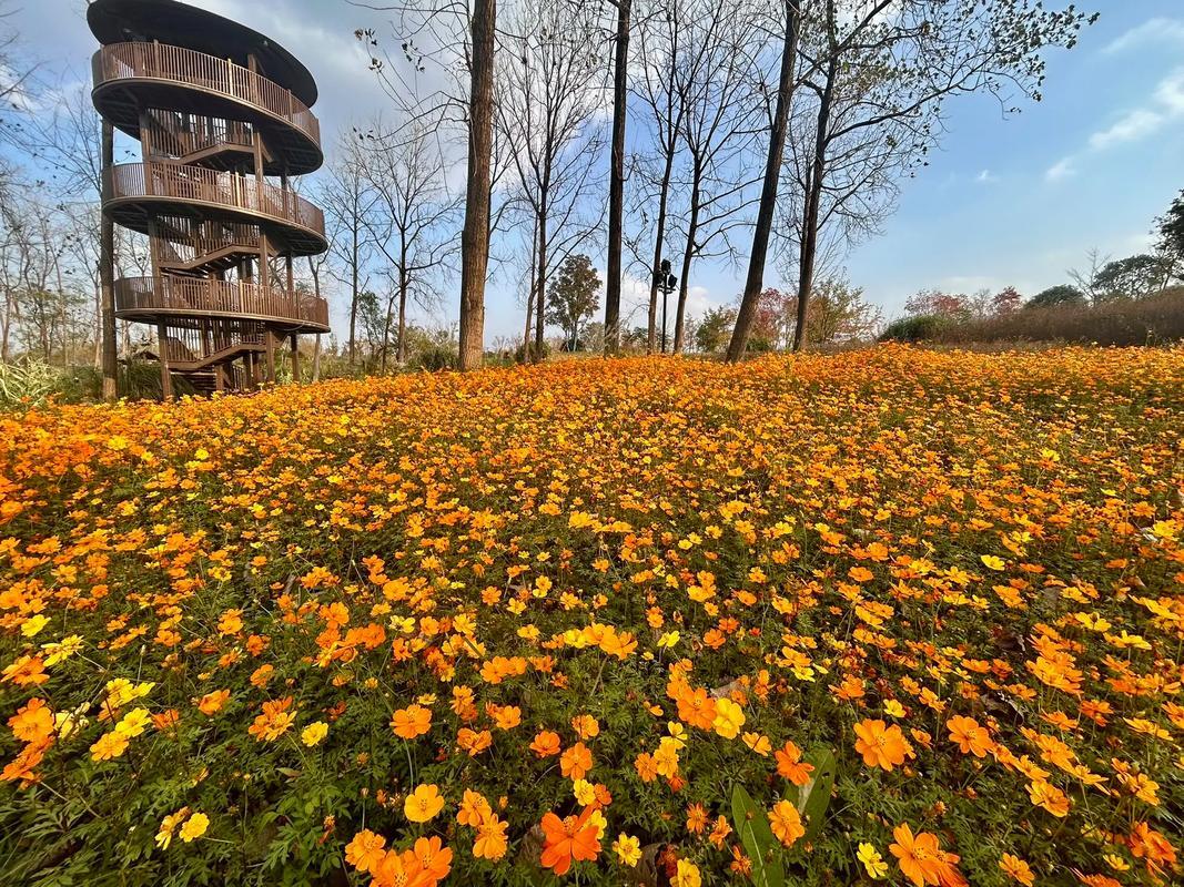 普通人上热搜的创新策略:从能力转化到流量沉淀