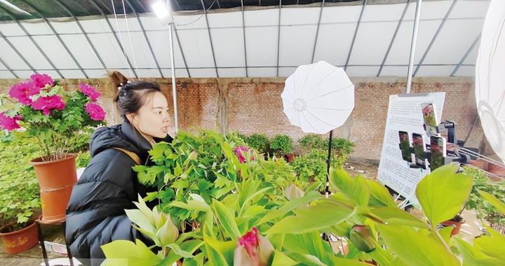 孟津区贾滹沱社区：年宵花上“云” “洛阳红”更红