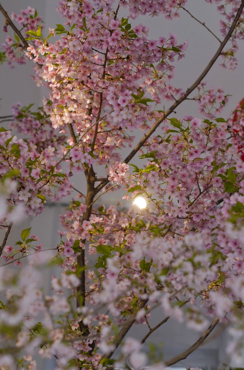 玉淵潭公園促培櫻花亮相。新京報記者 薛珺 攝