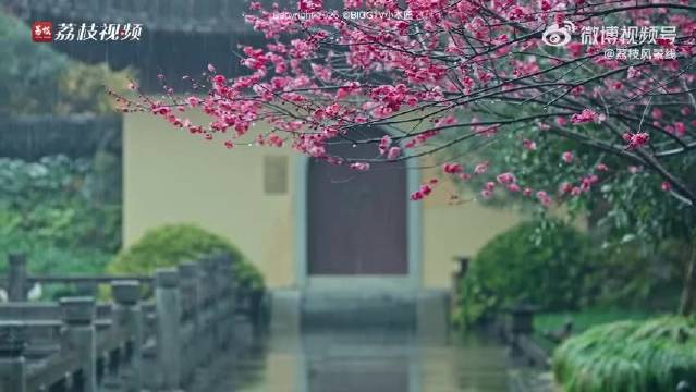 西湖烟雨红梅映古寺，毛不易歌声伴江南春韵