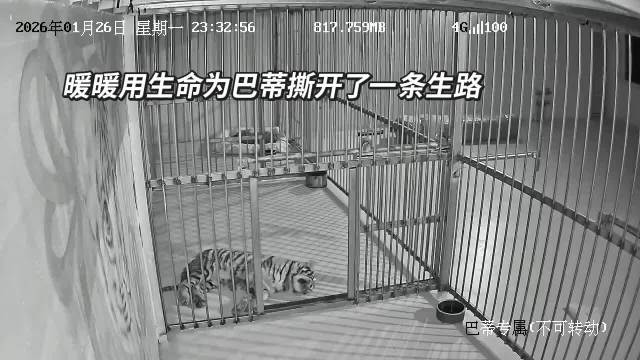 濮阳动物园隐瞒小老虎死讯用录屏骗打赏，饲养员道歉园长停职