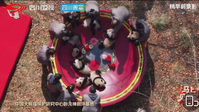 神树坪熊猫宝宝汤圆拜年，黑芝麻馅汤圆出锅