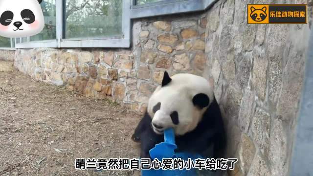 萌兰越狱没成功，气得把玩具给吃了 来源：乐佳动物探索