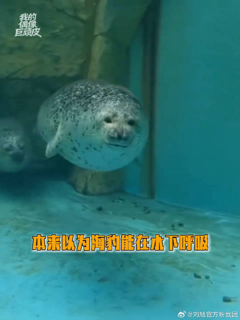 海豹：进化出一个雷霆大肺在水里狠狠憋气海豹