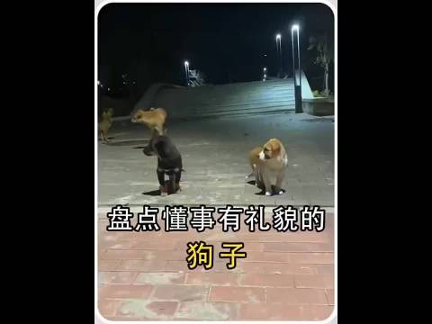 盘点懂事有礼貌的狗子，谁会拒绝一只会打招呼修狗呢