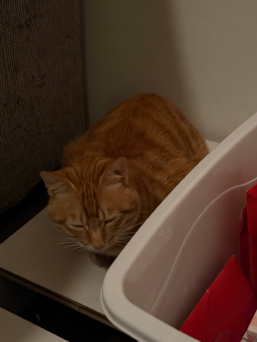 猫儿这个萌 七斤的小卡车这个胖