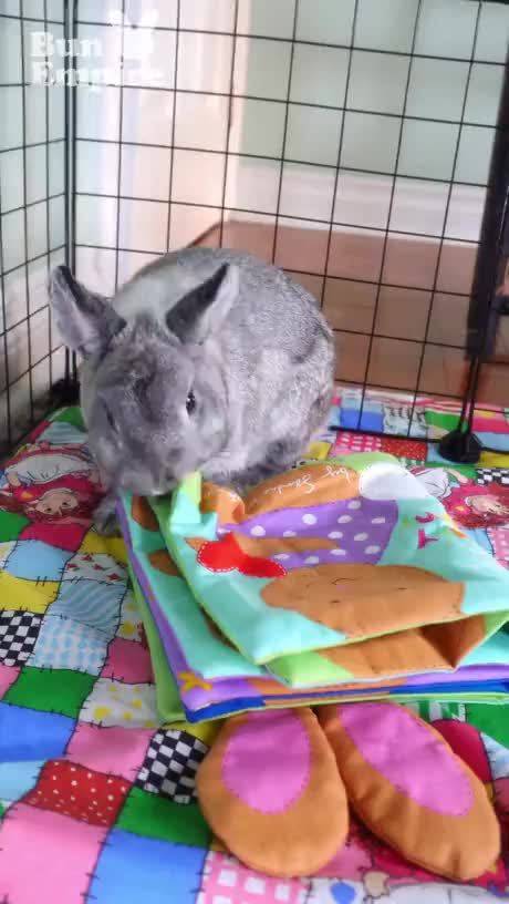 这只兔子正在享受最棒的快乐时光