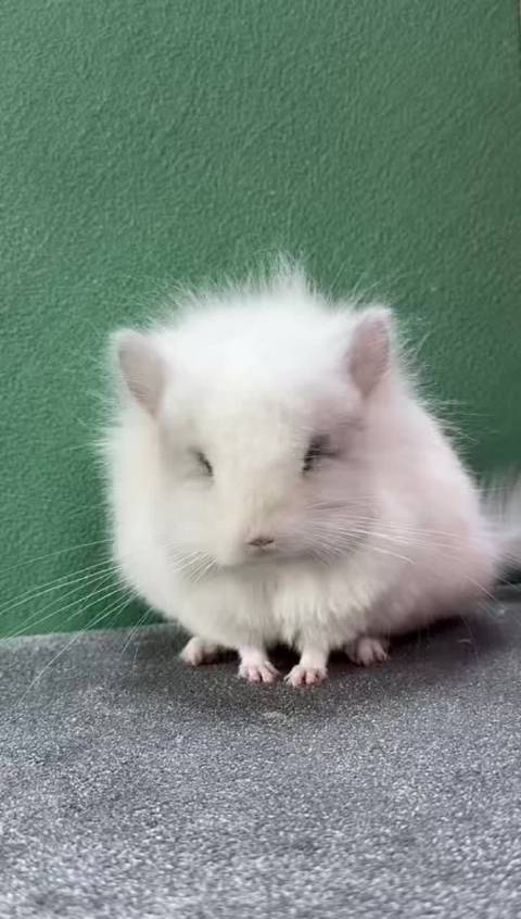 紫斑长毛龙猫mm