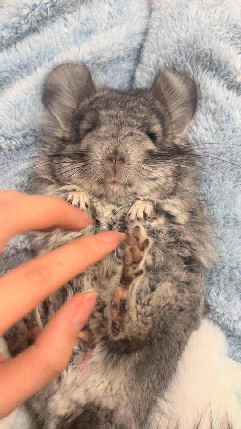 这几天只剩下龙猫陪我，小猫去男朋友家过年了