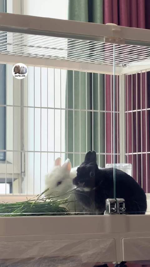 小黑总是忙忙碌碌的 marzo是只银貂兔兔子