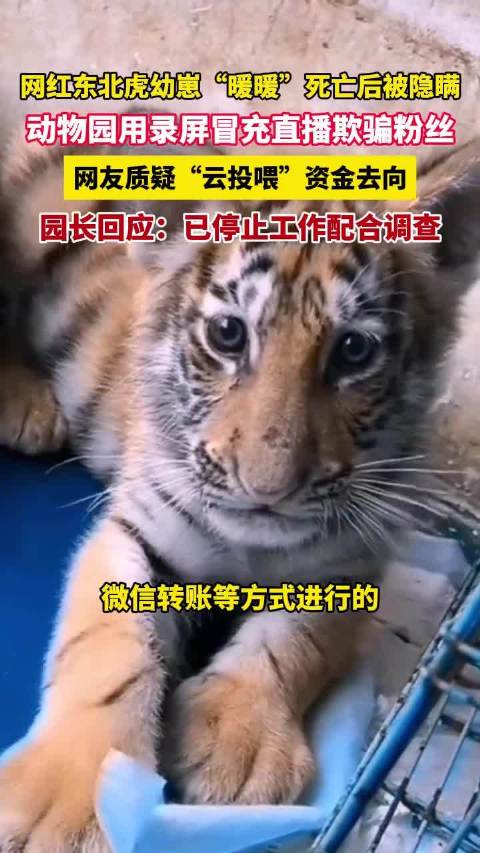 濮阳通报动物园隐瞒小老虎死讯：情况属实，动物园停业整改，园长已停职