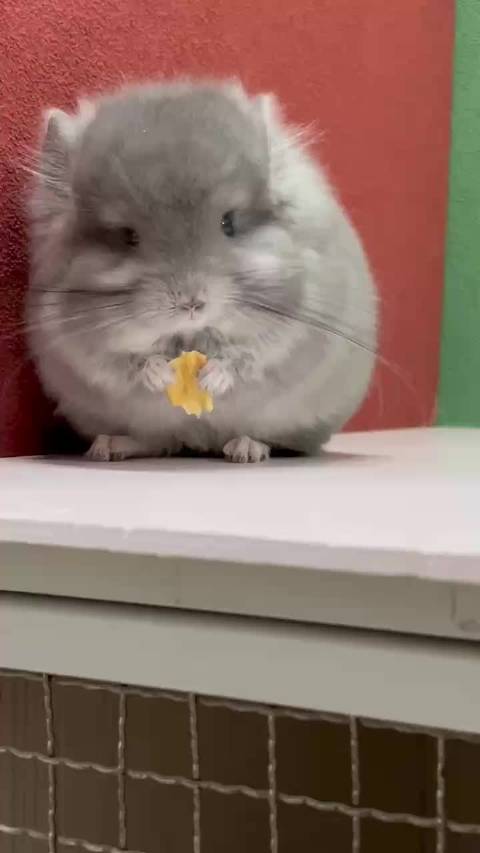 紫灰长毛龙猫mm