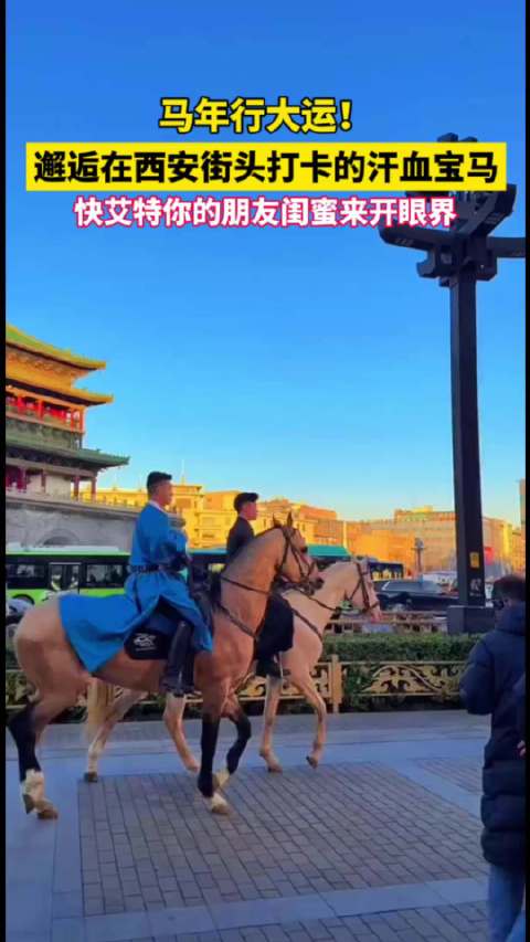 马年行大运！邂逅汗血宝马